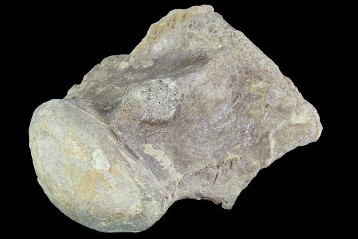 Mosasaur (Platecarpus) Dorsal Vertebra - Kansas #91061